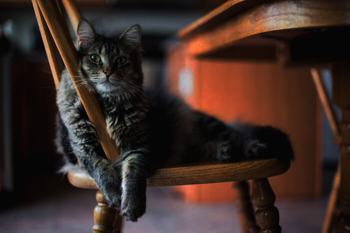 selective-focus-closeup-shot-of-a-gray-furry-tabby-2023-11-27-04-58-16-utc